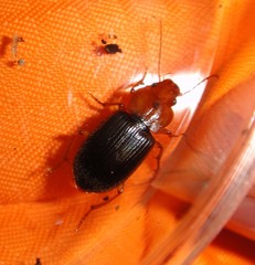 Amphasia interstitialis