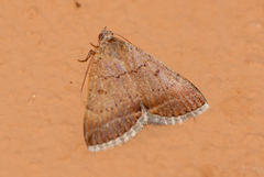 Plecopterodes moderata