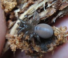 Antrodiaetus unicolor