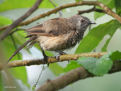 Turdoides leucopygia