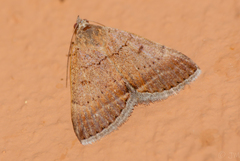 Plecopterodes moderata