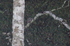 Phataginus