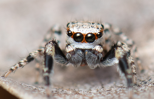 Habronattus dorotheae