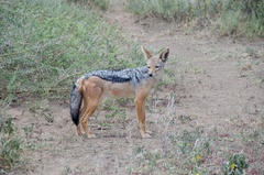 Lupulella mesomelas schmidti