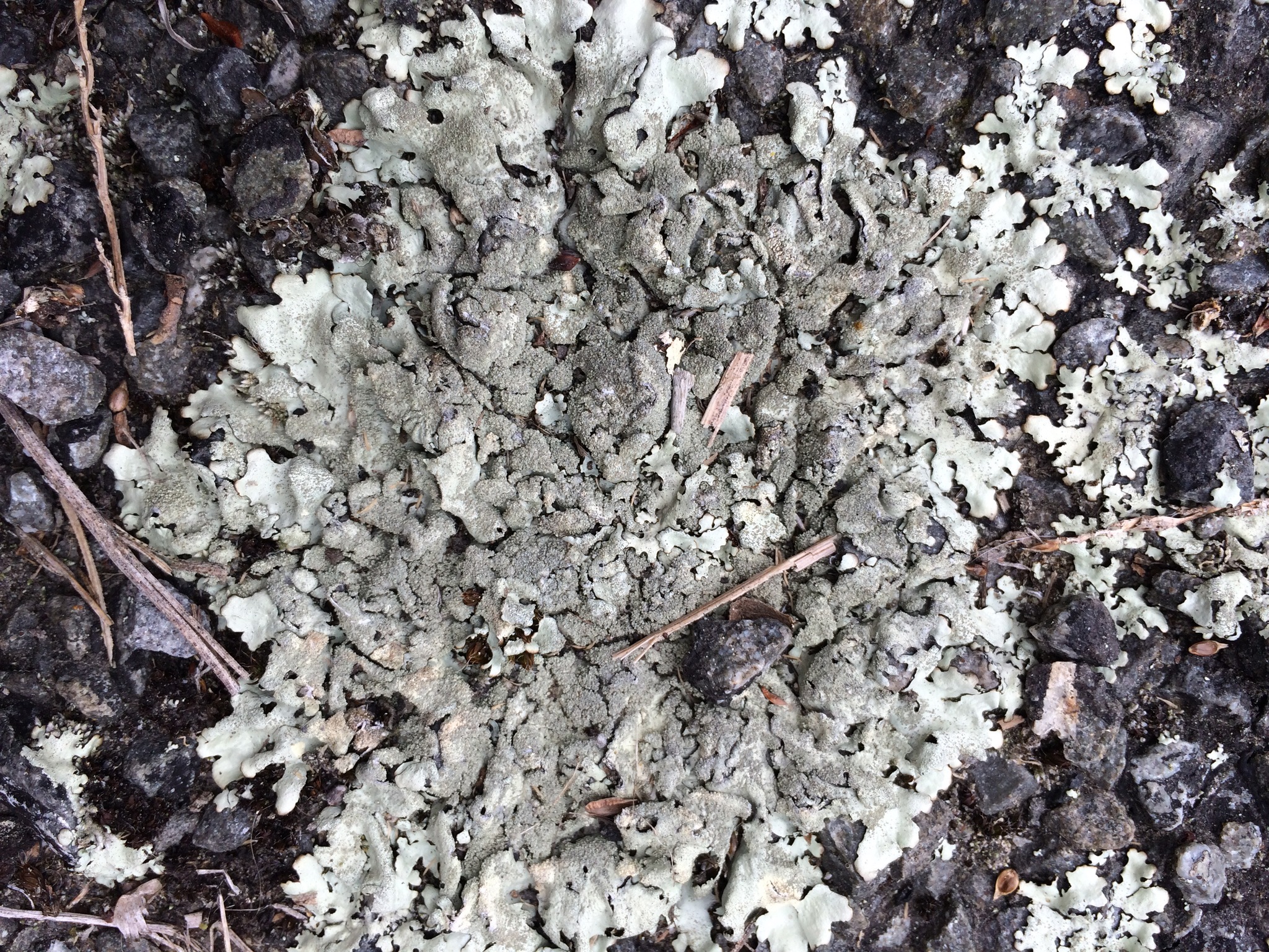 Xanthoparmelia scabrosa image