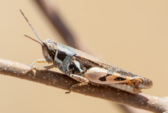 Catantops melanostictus