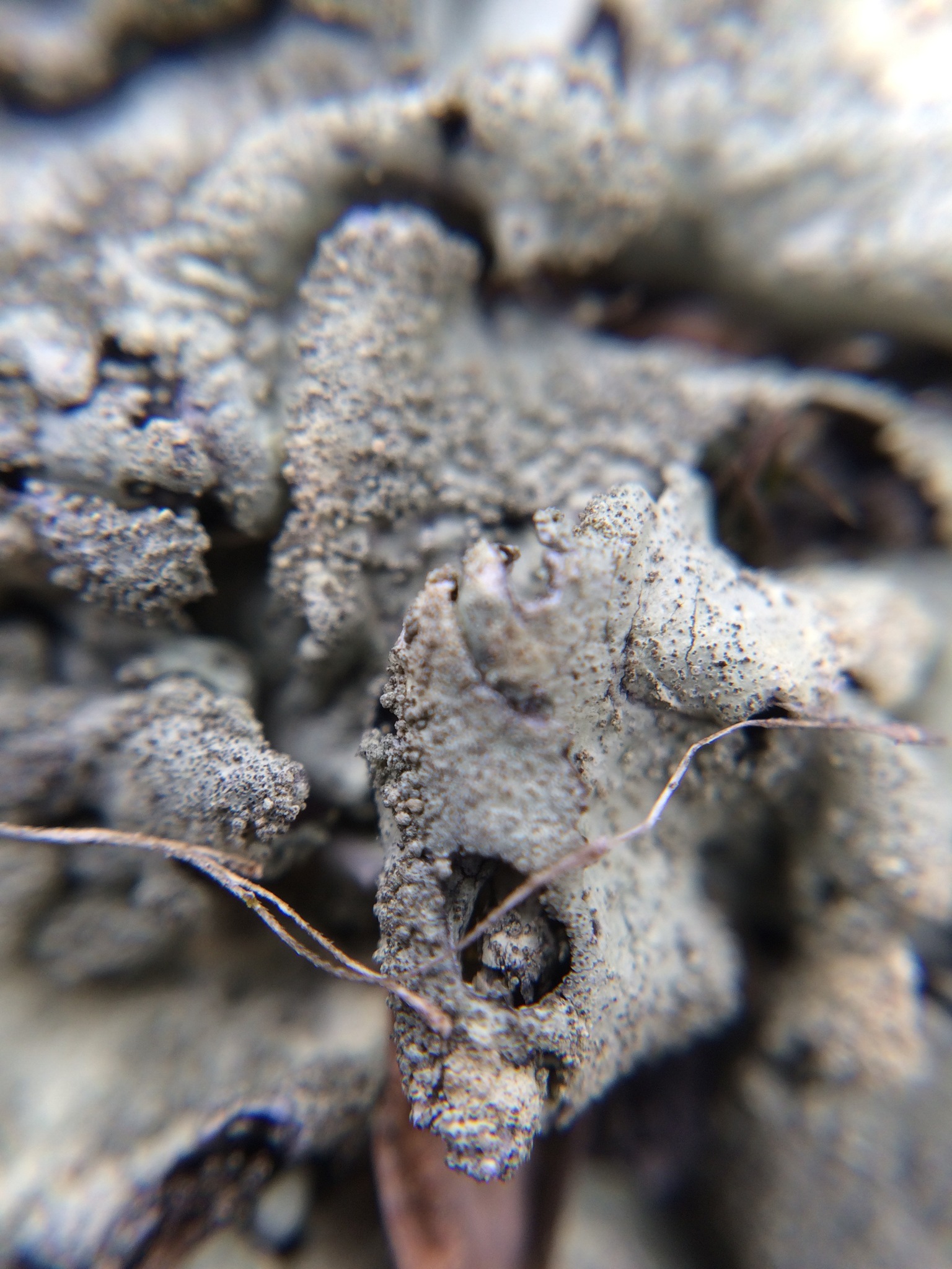Xanthoparmelia scabrosa image