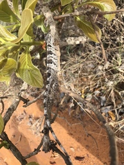 Polychrus acutirostris