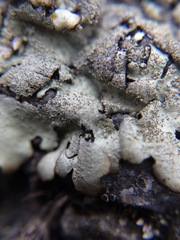 Xanthoparmelia scabrosa