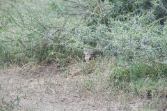 Lupulella mesomelas schmidti