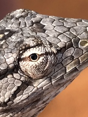 Polychrus acutirostris