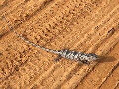 Polychrus acutirostris