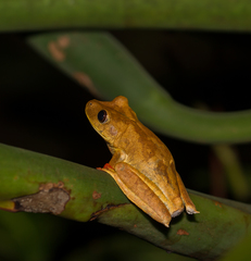 Map Treefrog photo 3