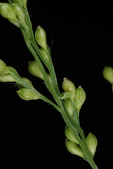 Urochloa ramosa