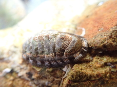 Sypharochiton sinclairi