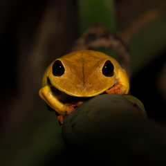 Map Treefrog photo 4