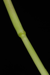 Urochloa ramosa