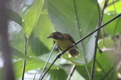 Bleda notatus notatus