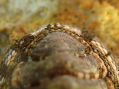 Sypharochiton sinclairi