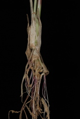 Urochloa ramosa