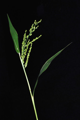 Urochloa ramosa