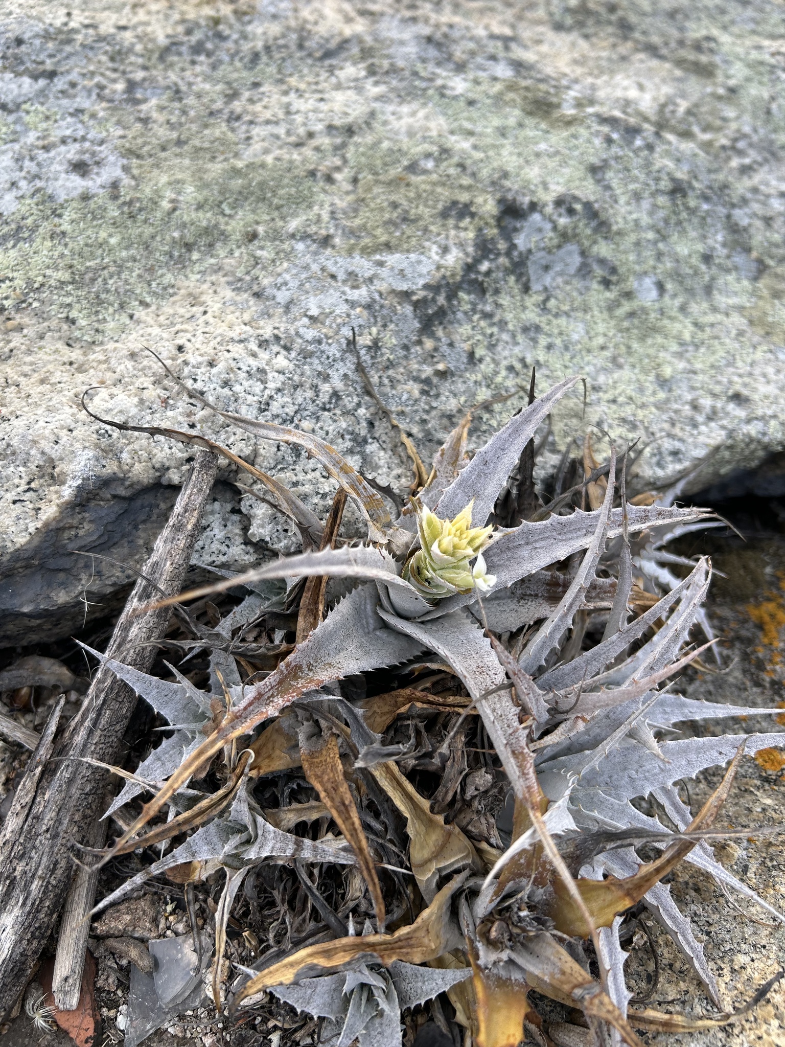 Orthophytum jabrense