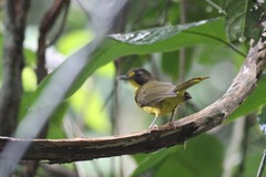 Bleda notatus notatus