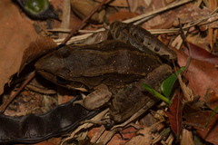 Leptodactylus bolivianus