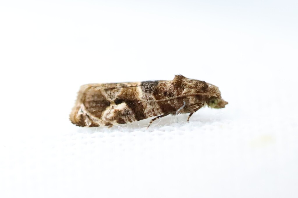Lobesia transtrifera