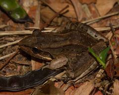 Leptodactylus bolivianus