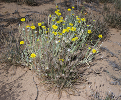 Baileya pleniradiata