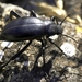 Escarabajo de Cementerio - Photo (c) bathyporeia, algunos derechos reservados (CC BY-NC-ND)