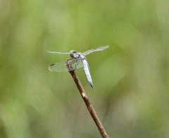 Palpopleura deceptor