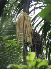 Oenocarpus