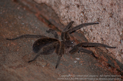 Centroctenus brevipes