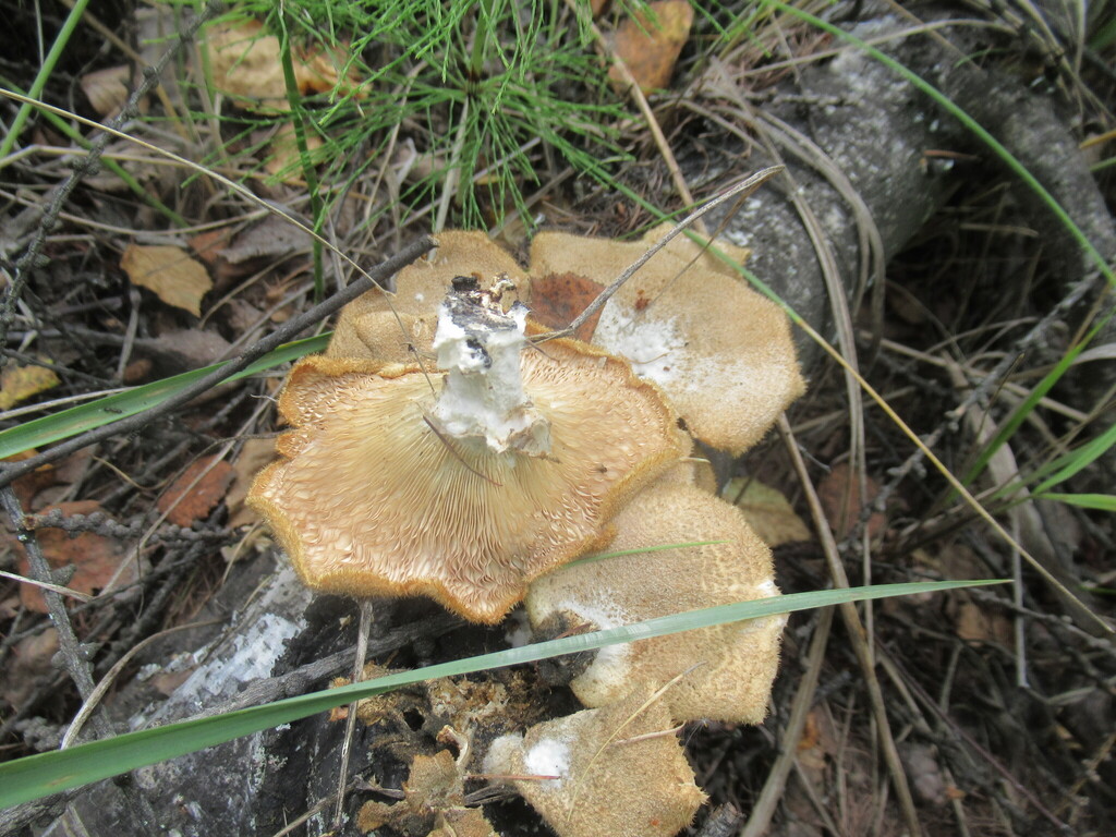 Panus lecomtei · August 2025 · photo: © smsergey (iNaturalist, cc-by-nc)