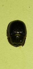 Odonteus armiger