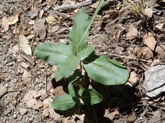 Asclepias hypoleuca