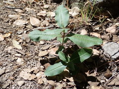 Asclepias hypoleuca
