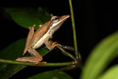 Long-Snouted Tree-Frog photo 2