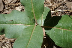 Asclepias hypoleuca