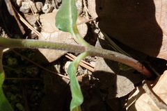Asclepias hypoleuca