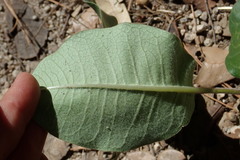 Asclepias hypoleuca
