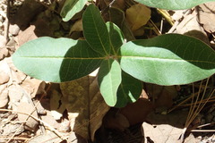 Asclepias hypoleuca
