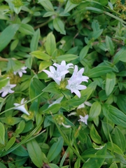 Richardia grandiflora