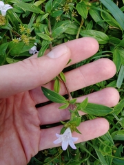 Richardia grandiflora