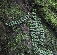 Peperomia circinnata