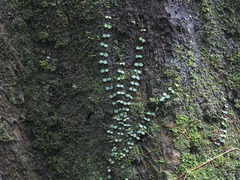 Peperomia circinnata