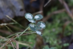 Porphyrosela minuta