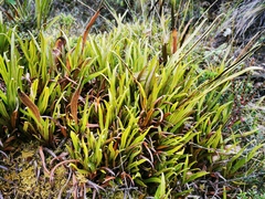 Elaphoglossum gayanum